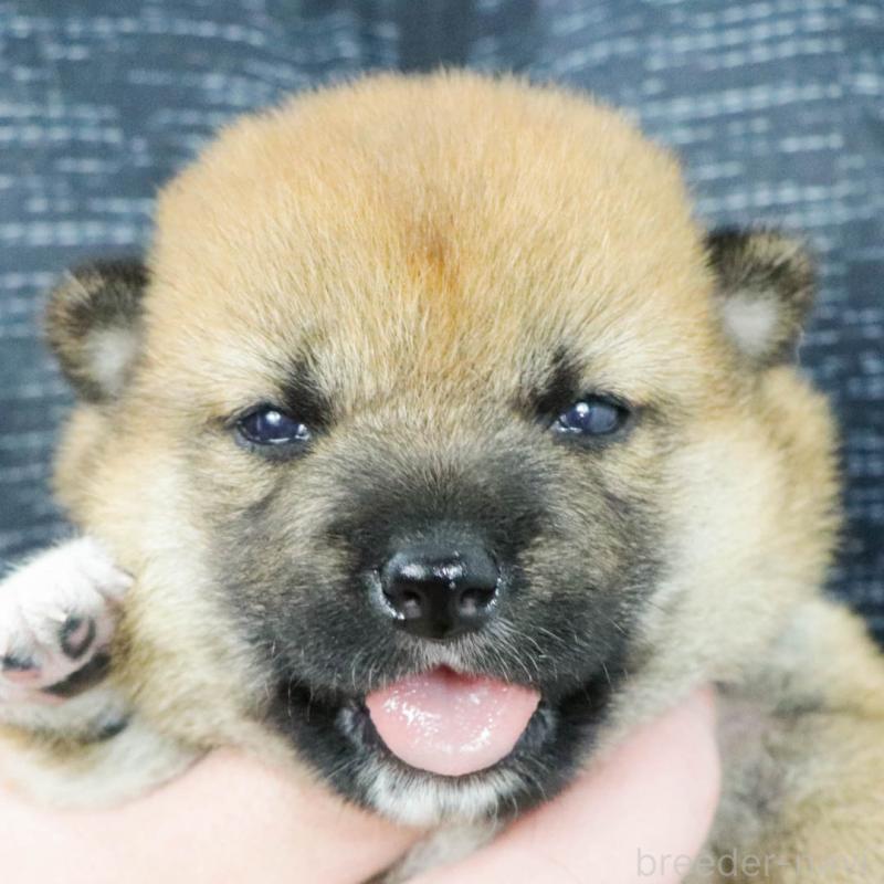 販売中の愛知県の柴犬-400969の4枚目